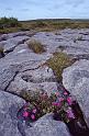 WT 2900 342-18 Ireland